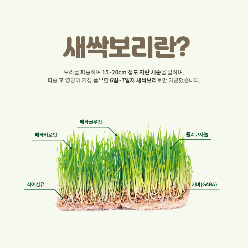 보리상세02.jpg