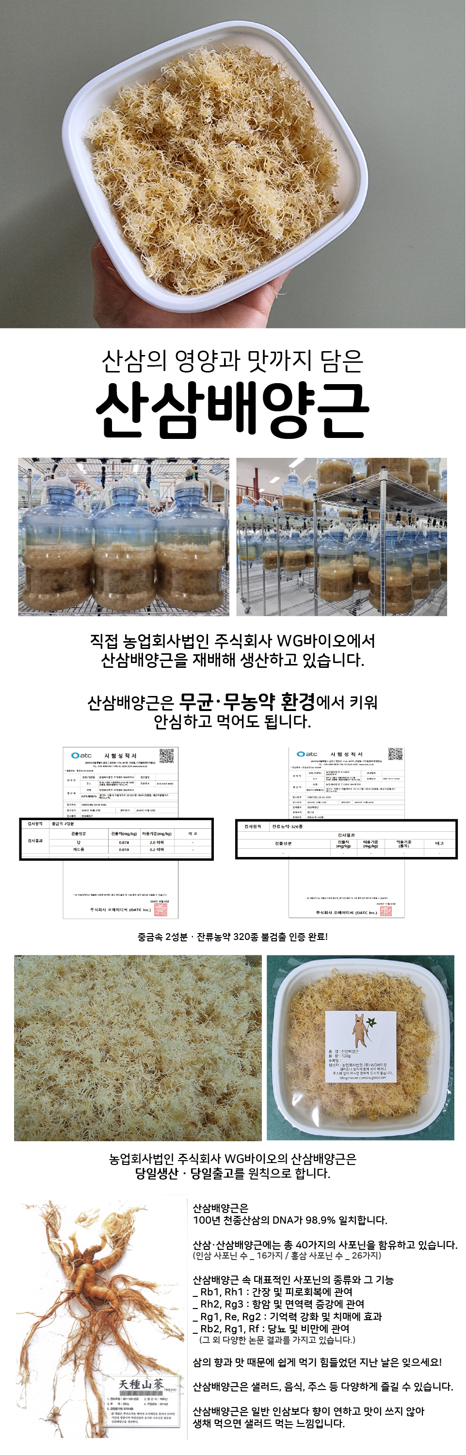 산삼배양근 생채.png